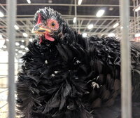 cochin bantam, frizzle mottled female.jpg