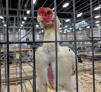 ko shamo bantam, wheaten female.jpg