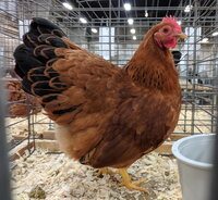 new hampshire bantam, female.jpg