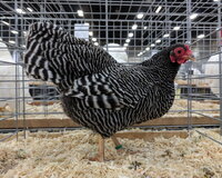 plymouth rock bantam, barred female.jpg