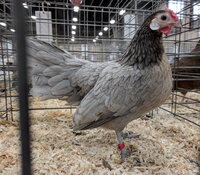 rosecomb bantam, blue brassy back.jpg