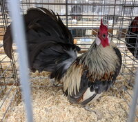 rosecomb bantam, blue golden duckwing male.jpg