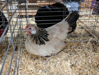 rosecomb bantam, buff columbian female.jpg