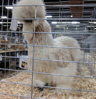 silkie, porcelain blue cream female.jpg