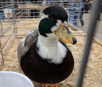 call duck, gray pied male face.jpg