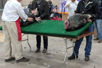 tabletop turkey show 1.jpg