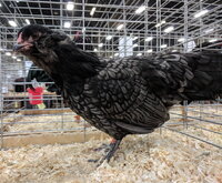 ameraucana bantam, blue female.jpg