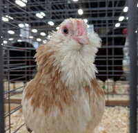 ameraucana bantam, wheaten female.jpg