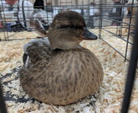 call duck, blue fawn female.jpg