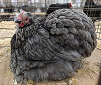 cochin bantam, blue silver female.jpg