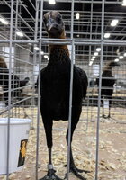 modern game bantam, brown red female front.jpg
