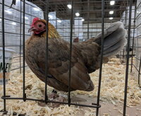 OEGB, blue red female.jpg
