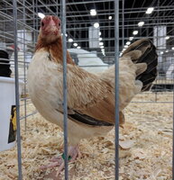 OEGB, wheaten female.jpg