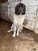 20191104_Dog_in_kennel.jpg