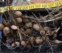 Dahlia tubers.jpg