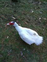 IMG_20191111_160705.jpg