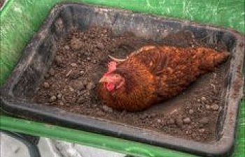 How To Make A Perfect Dust Bath
