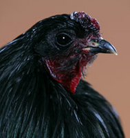 Screenshot 2019-11-12 at 11.46.15 AM.png