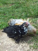 chick1.jpg chick1.jpg