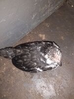 chick4.jpg chick4.jpg