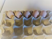eggs.jpg