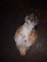 pekin3.jpg pekin3.jpg
