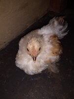 pekin2.jpg pekin2.jpg