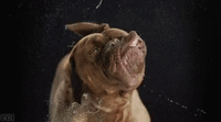 FFB61B59-A5E3-45C8-8660-FDE36D6A9C19.gif