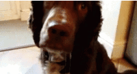 5642DDC6-4869-44F5-9580-5725E15FD02F.gif