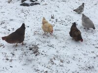 hens in snow 1.2018 a.jpg