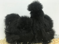 silkie.jpg