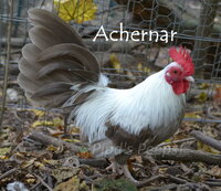 Achernar.jpg