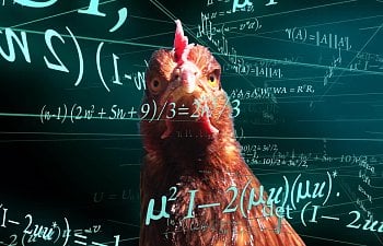 Chicken Math 101 – with Quiz!