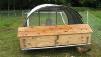 chicks and strawberries 016.JPG