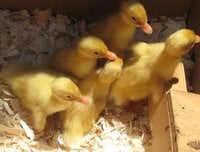ducklings hatched July 17, 2018  first photo on the 18th 007.JPG