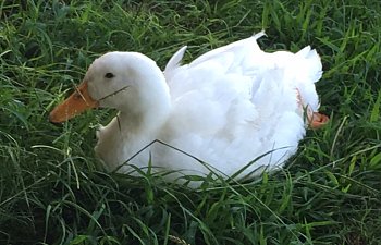 Pictures of my ducks