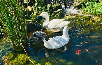 98E35D57-B199-4D60-AAE0-7190E9DAF64D.jpeg
