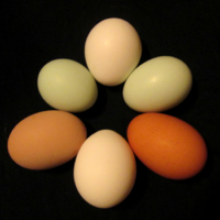 eggcolors.png