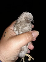 GF BF Hen Front.jpg