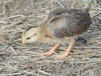 DSCN1764.JPG