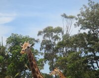 giraffes.jpg