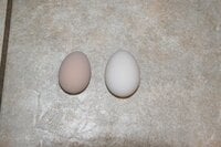 egg.jpg