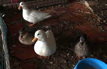 ABCA6791-4D91-411E-B08C-3E1CB0A050F8.jpeg