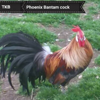 6-bantam-phoenix-hatching-eggs-assorted-colors_5169829_450_450.jpeg