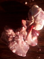 Chicken_Liver[1].jpg