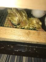 E5158658-8073-41FD-8F66-8A15002E0CF5.jpeg
