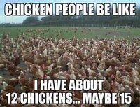 count chickens.jpeg