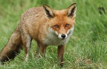 fox.jpg