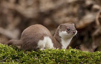 weasel.jpg