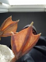 IMG_20191206_041344098.jpg